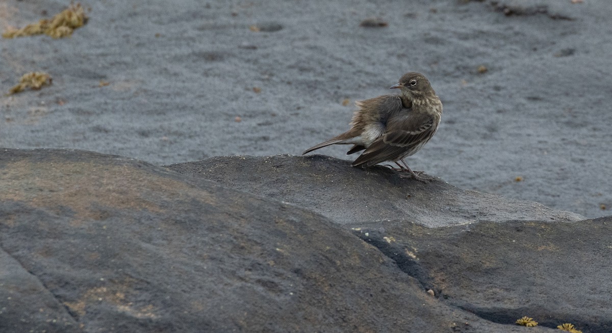 Rock Pipit - ML643560219