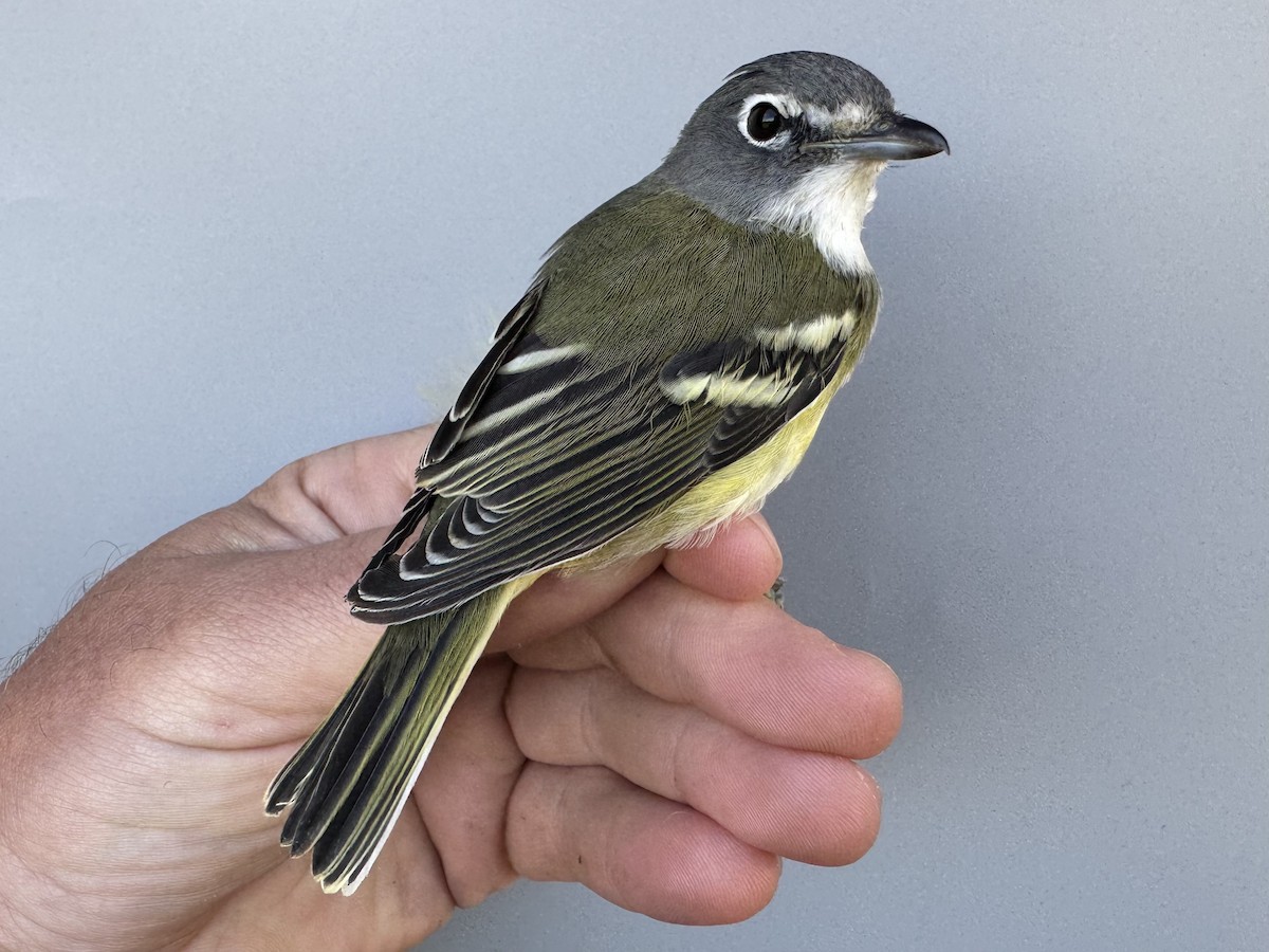Vireo Solitario - ML643560226