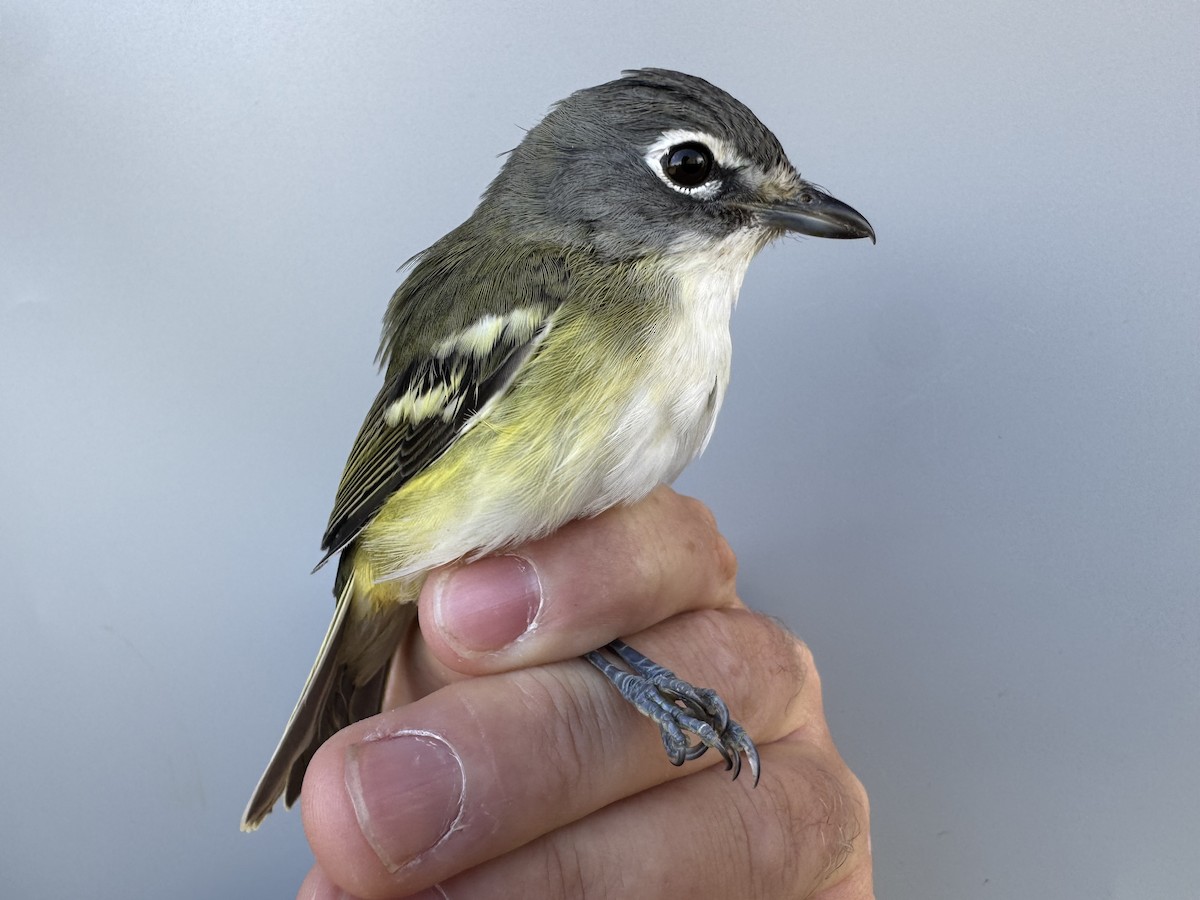 Vireo Solitario - ML643560227