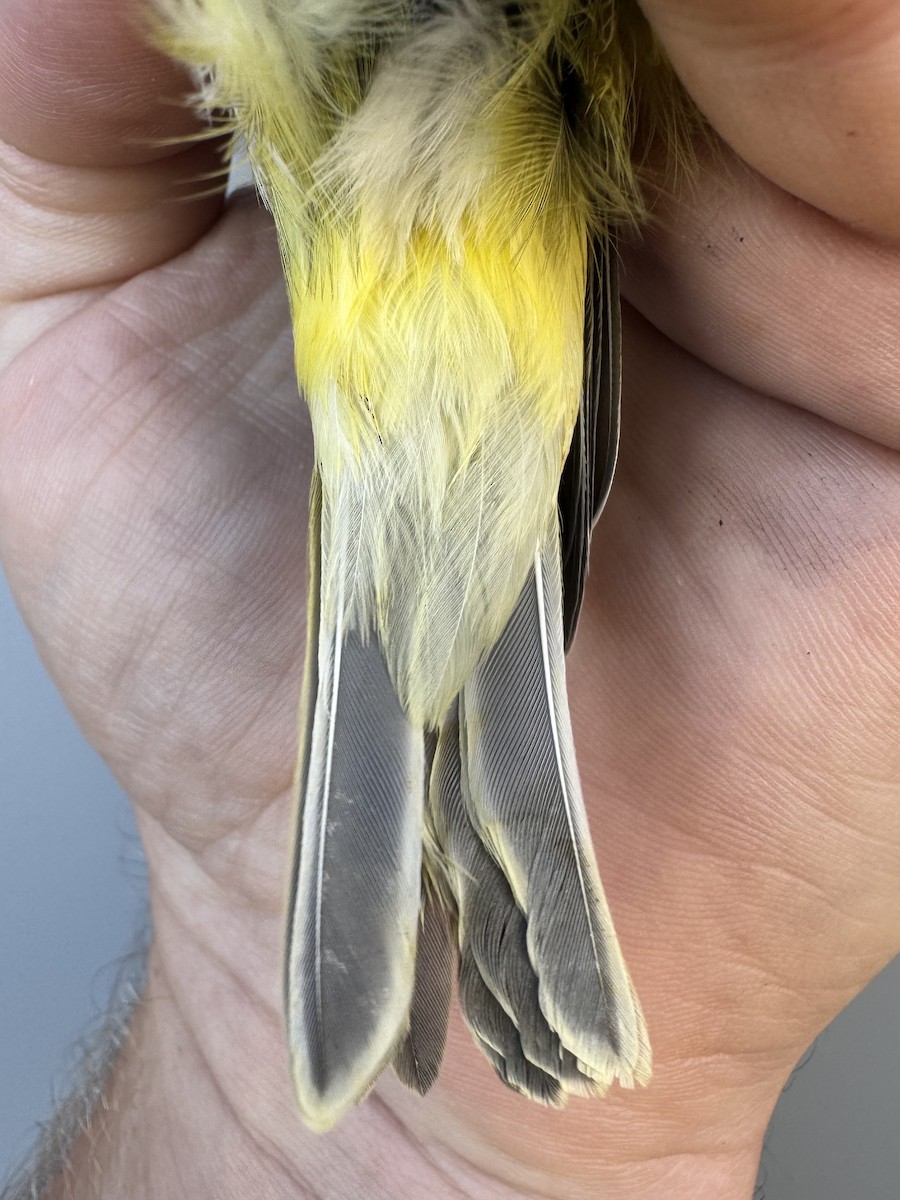 Vireo Solitario - ML643560228