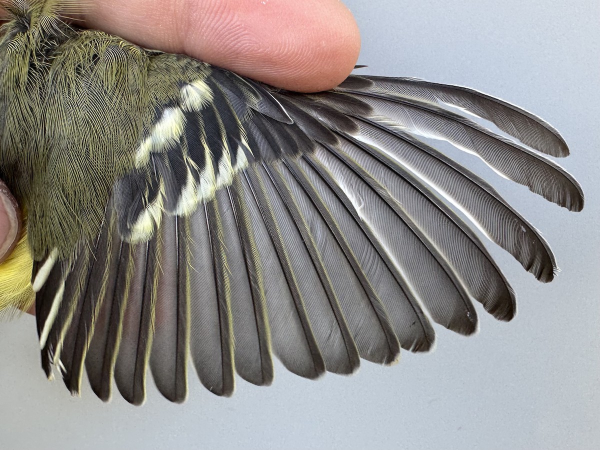 Vireo Solitario - ML643560230
