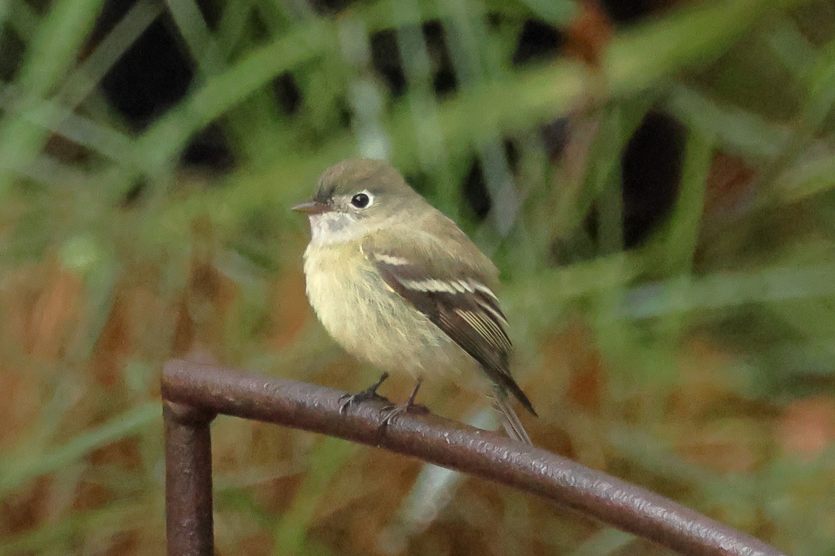 Hammond's Flycatcher - ML643560232