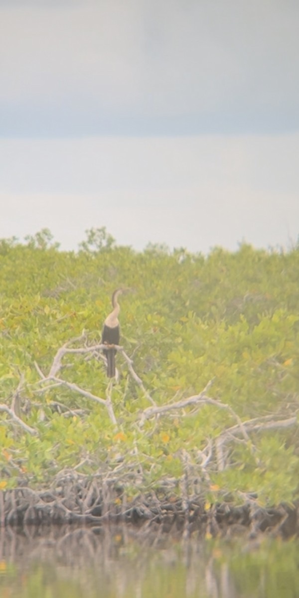 Anhinga - ML643560254