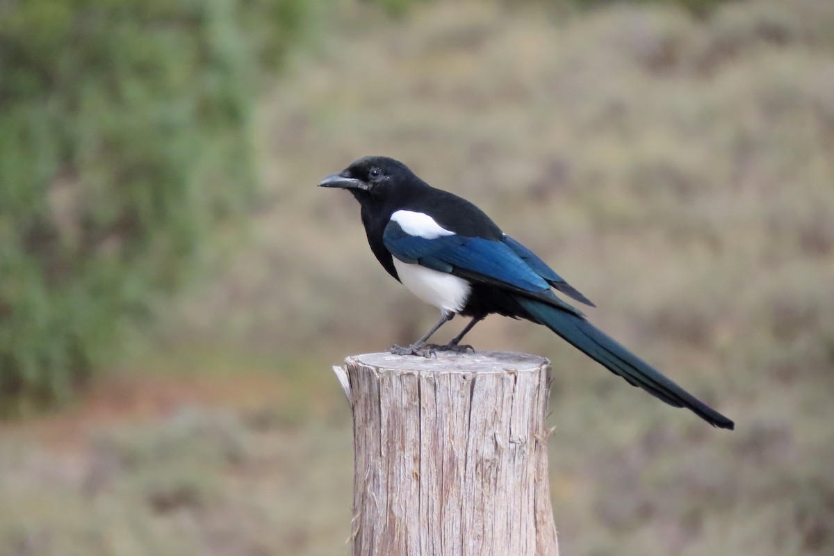 Black-billed Magpie - ML643560255