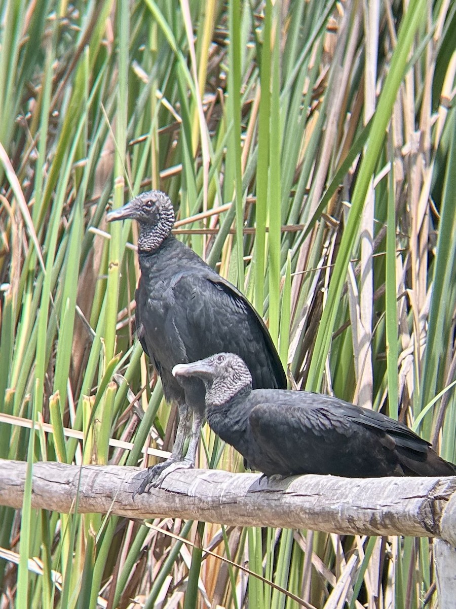Black Vulture - ML643560274