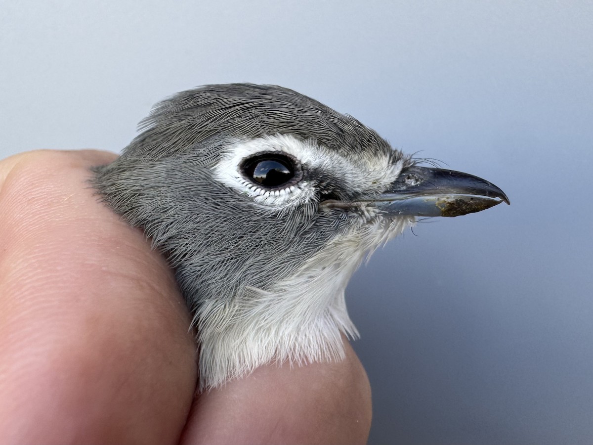 Vireo Solitario - ML643560290