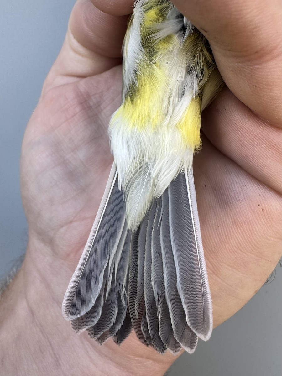 Vireo Solitario - ML643560291