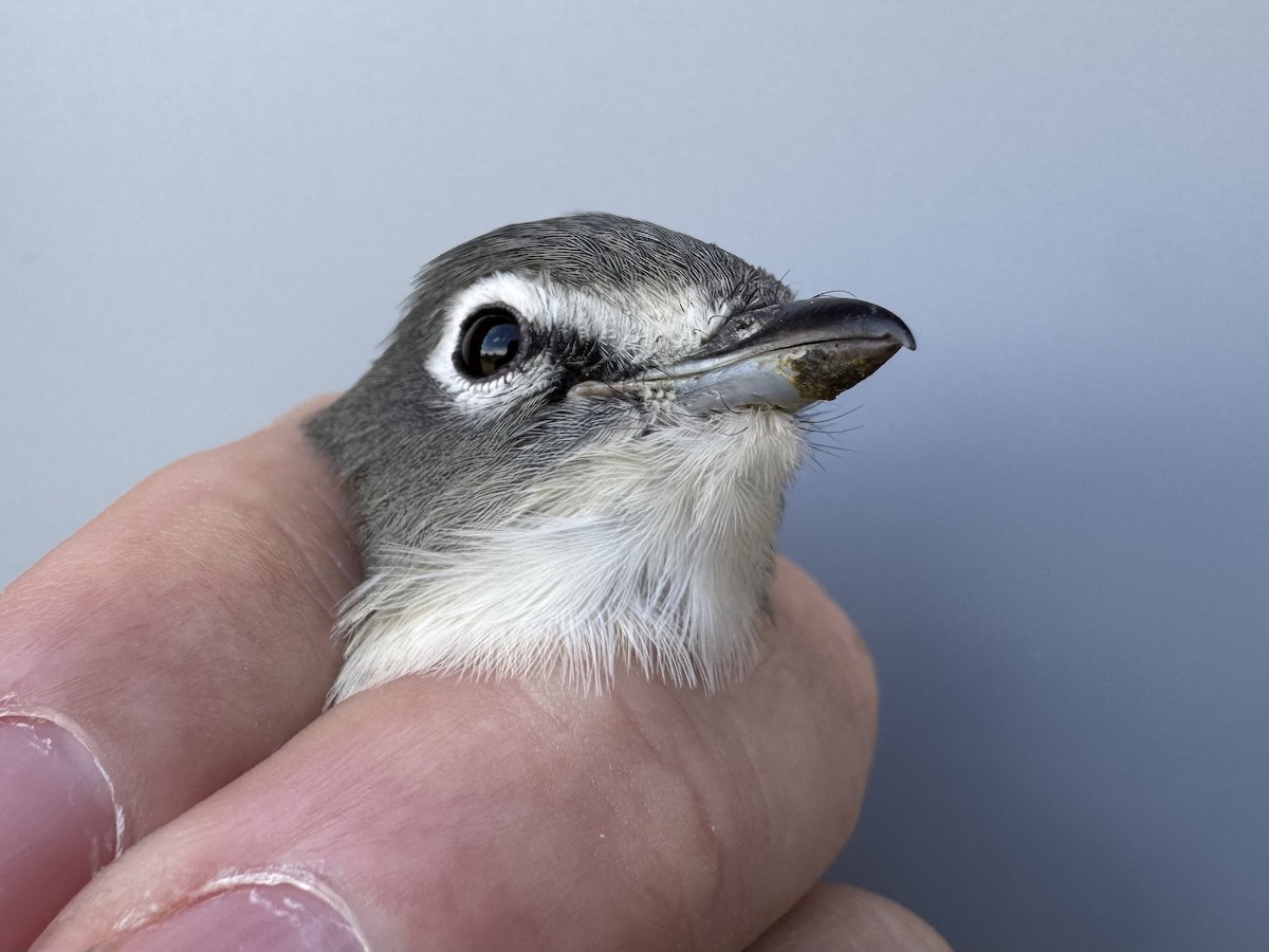 Vireo Solitario - ML643560292