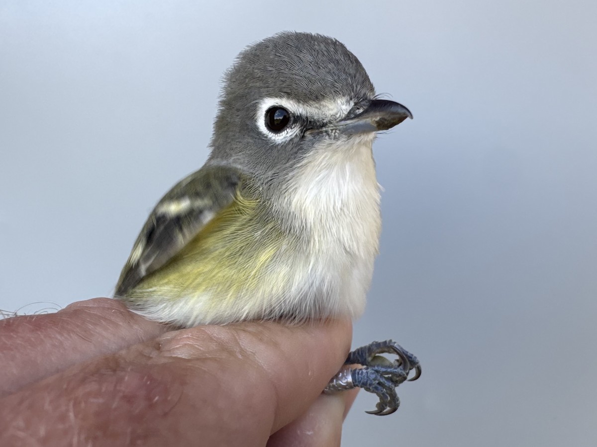 Vireo Solitario - ML643560293