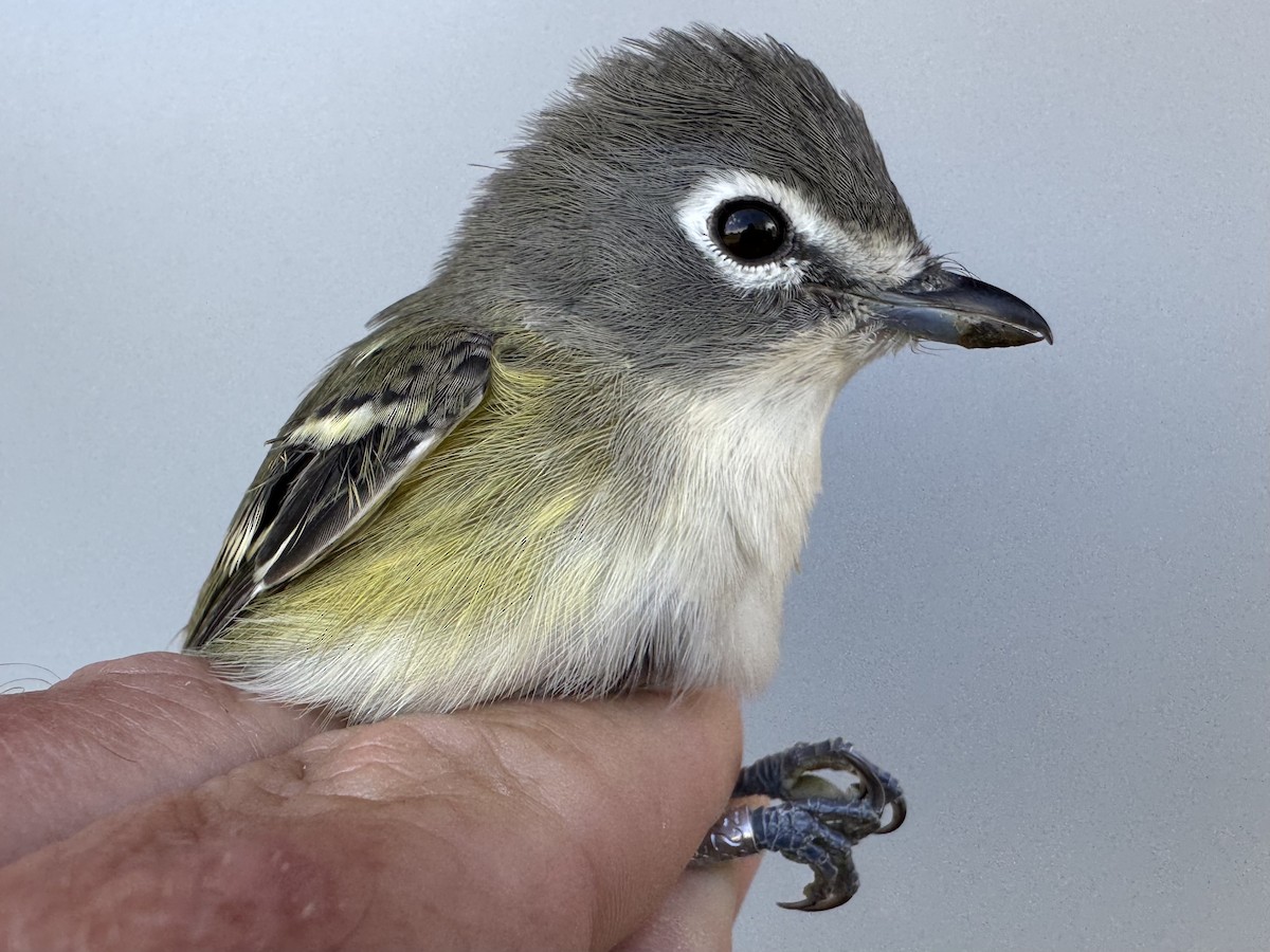 Vireo Solitario - ML643560295