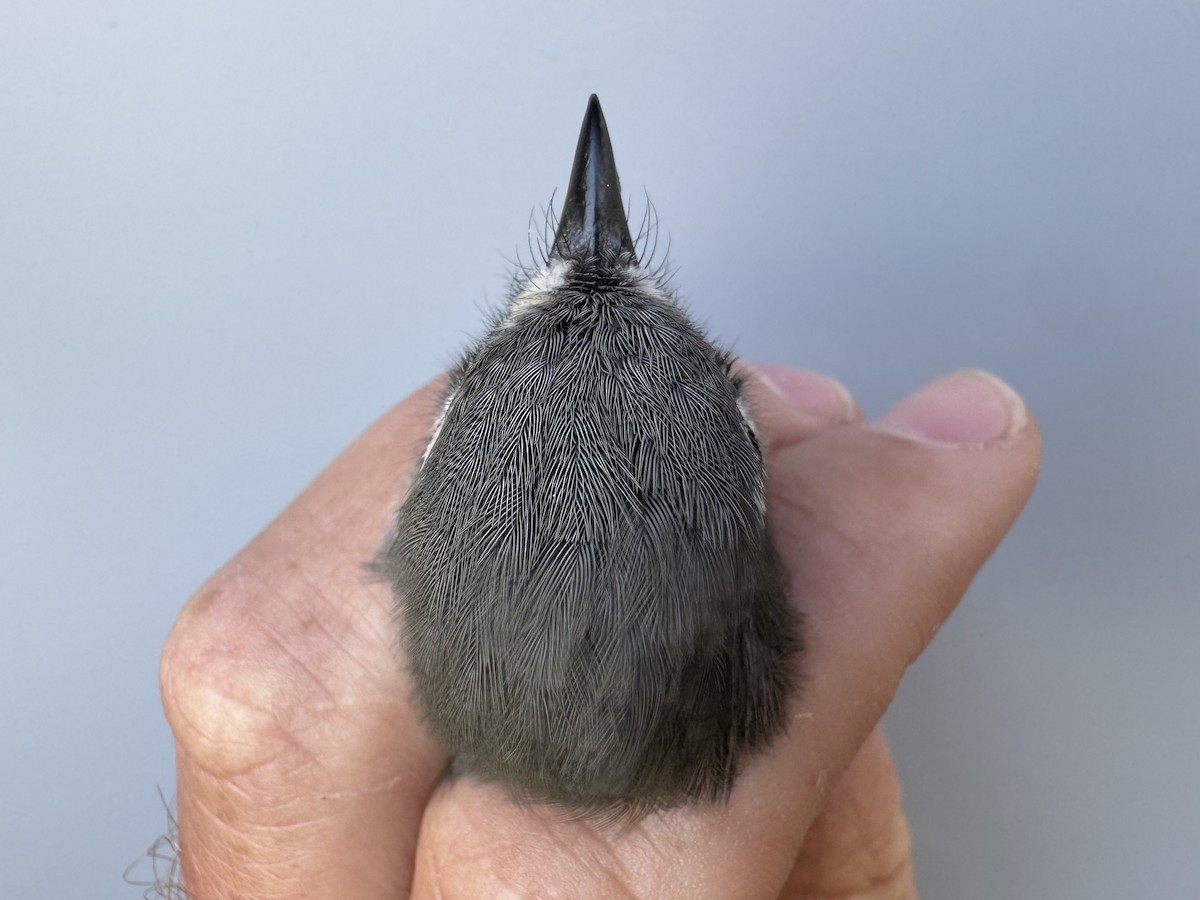 Vireo Solitario - ML643560296
