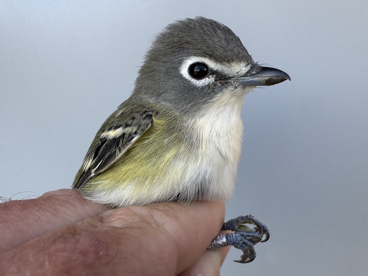 Vireo Solitario - ML643560297