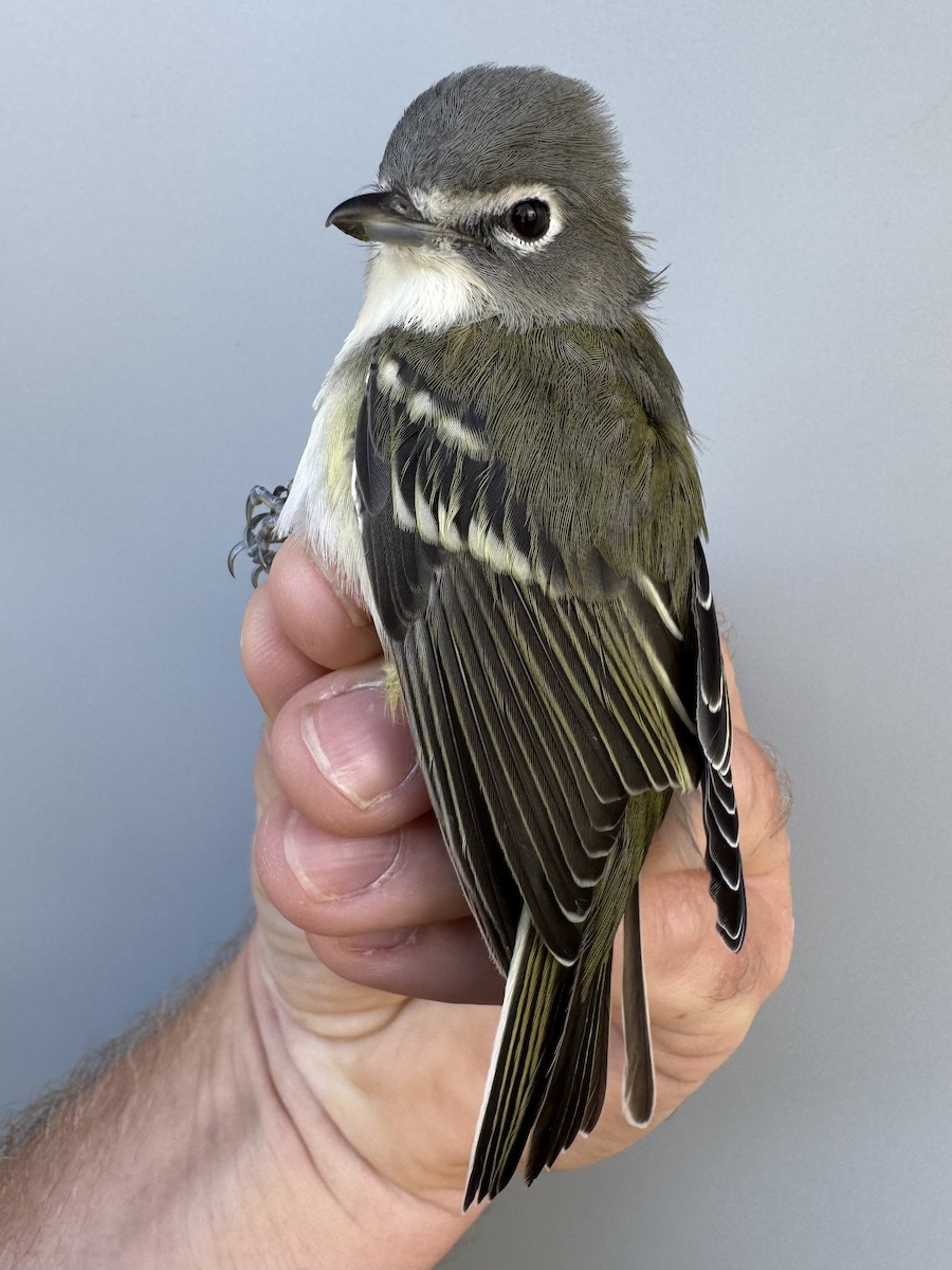 Vireo Solitario - ML643560298