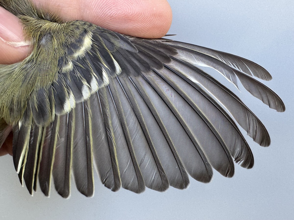 Vireo Solitario - ML643560299