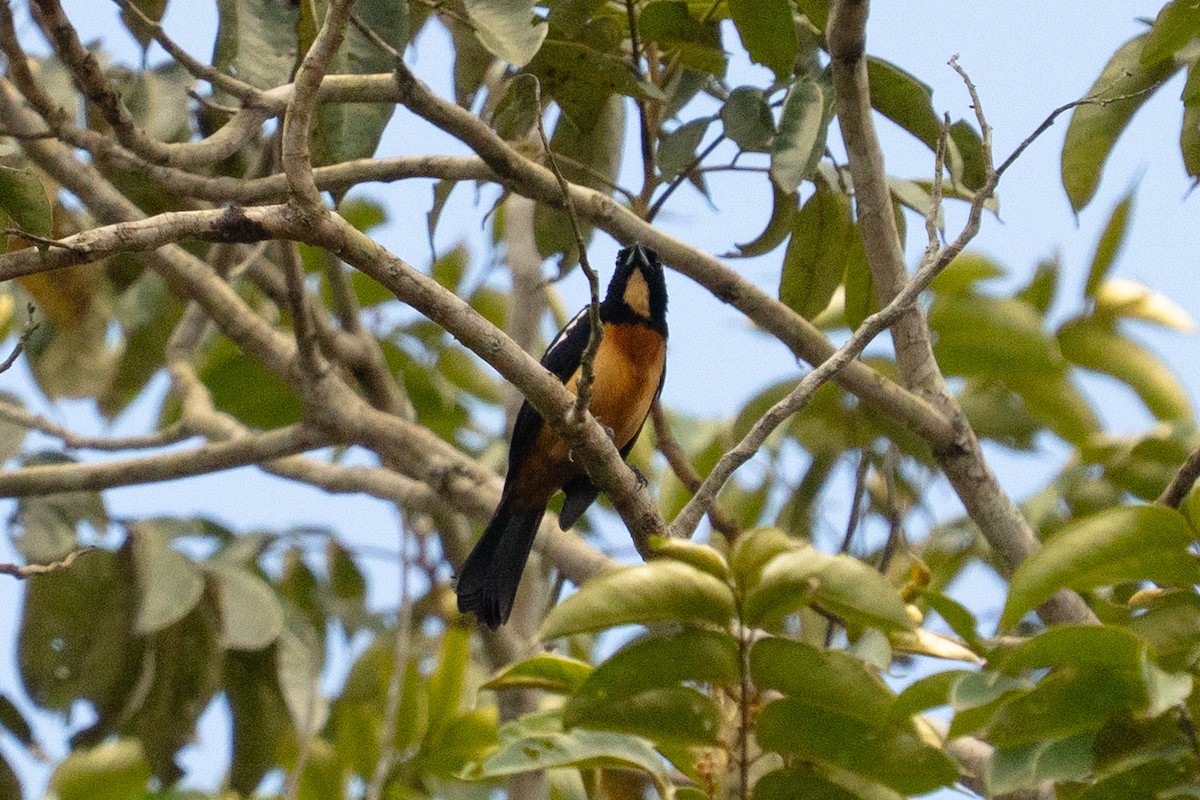 Yellow-crested Tanager - ML643560303