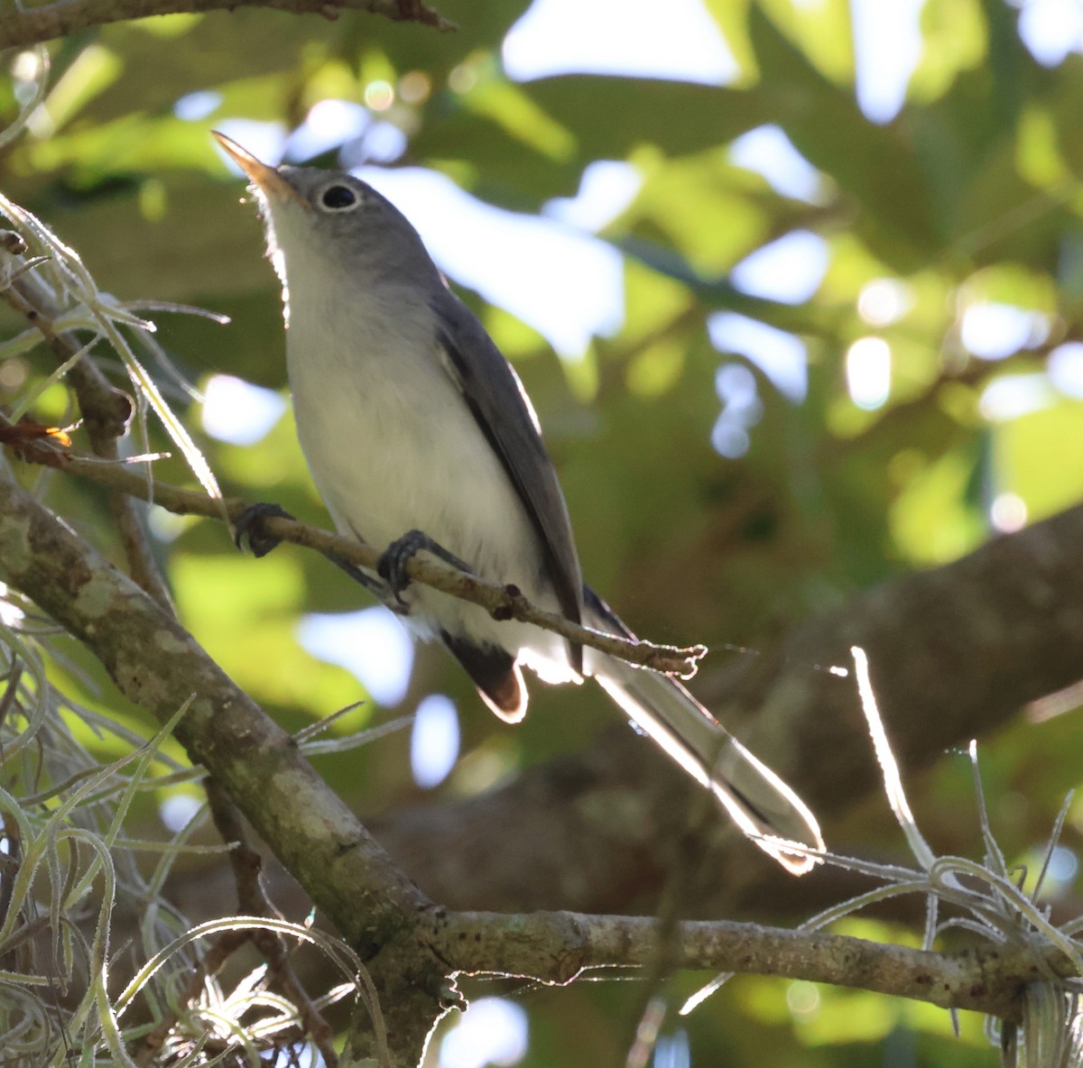 Blue-gray Gnatcatcher - ML643560307