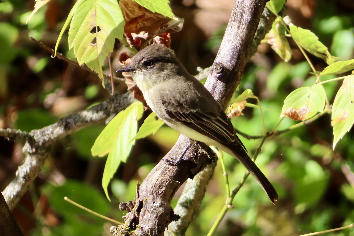 Eastern Phoebe - ML643560309