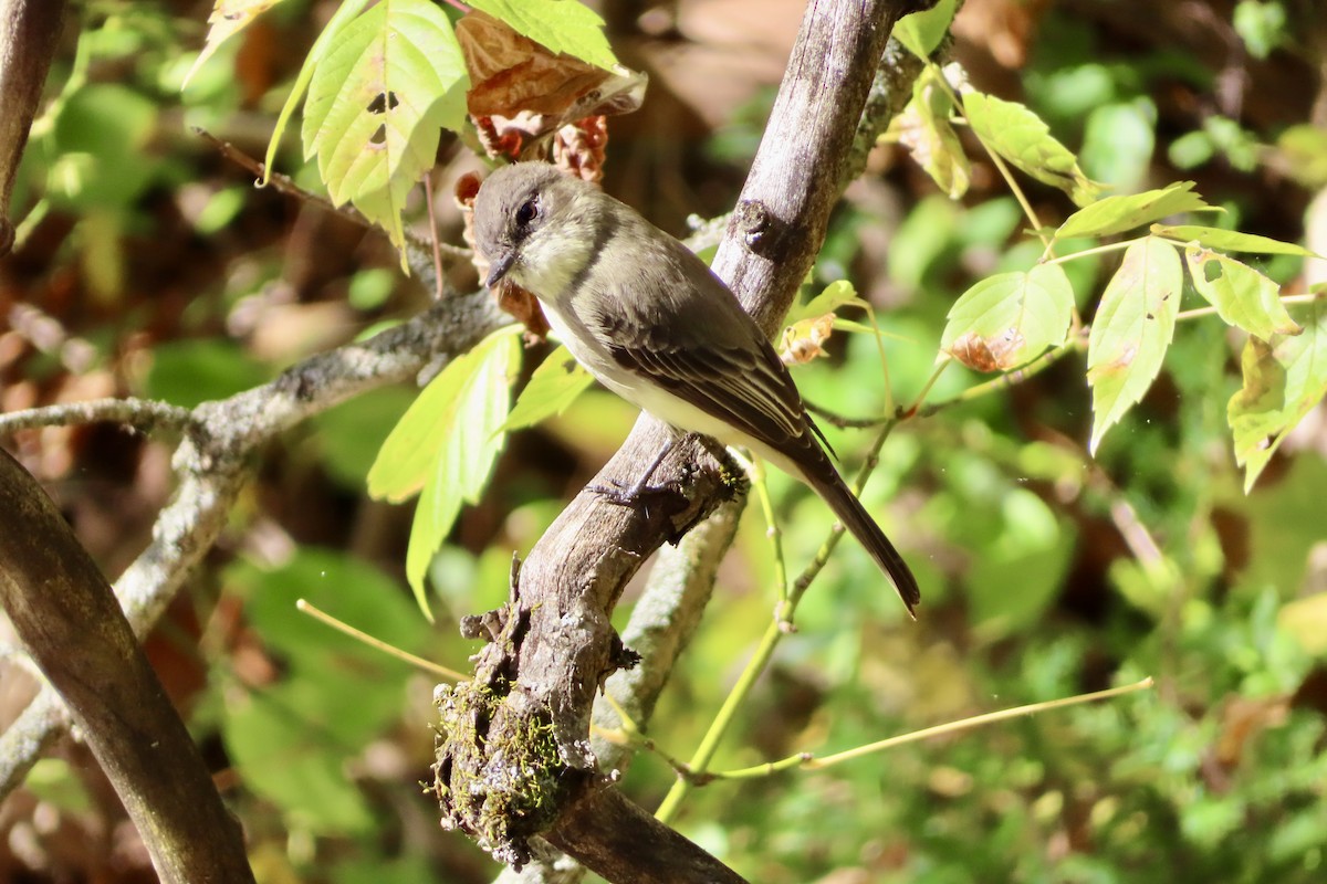 Eastern Phoebe - ML643560310