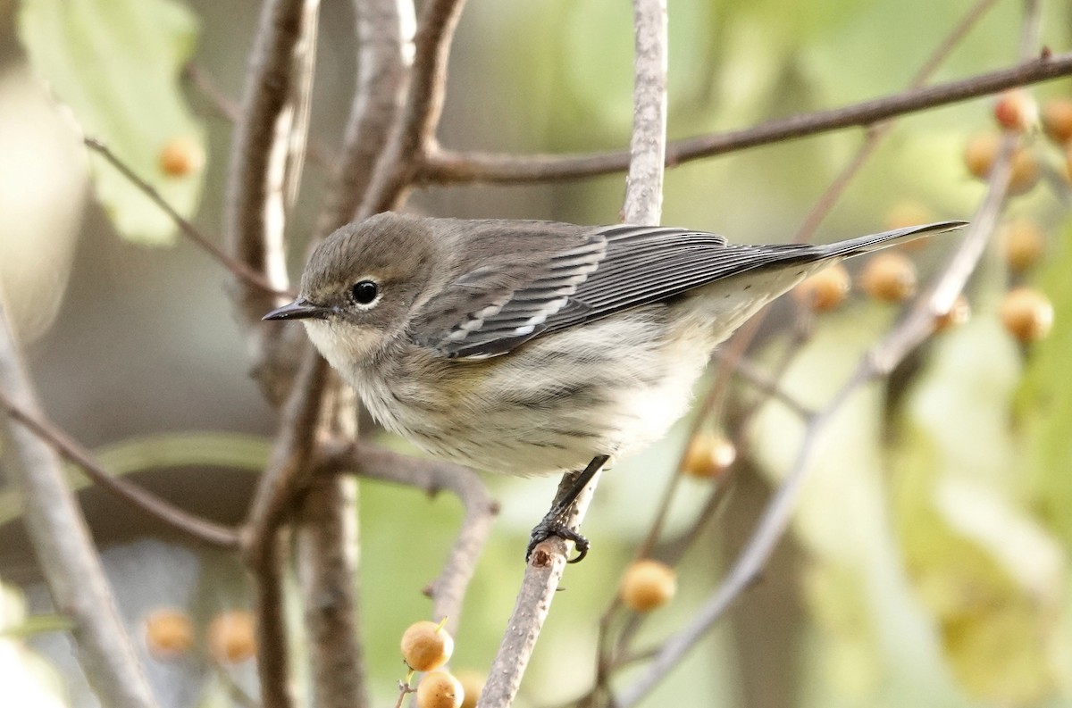 Yellow-rumped Warbler (Myrtle) - ML643560315