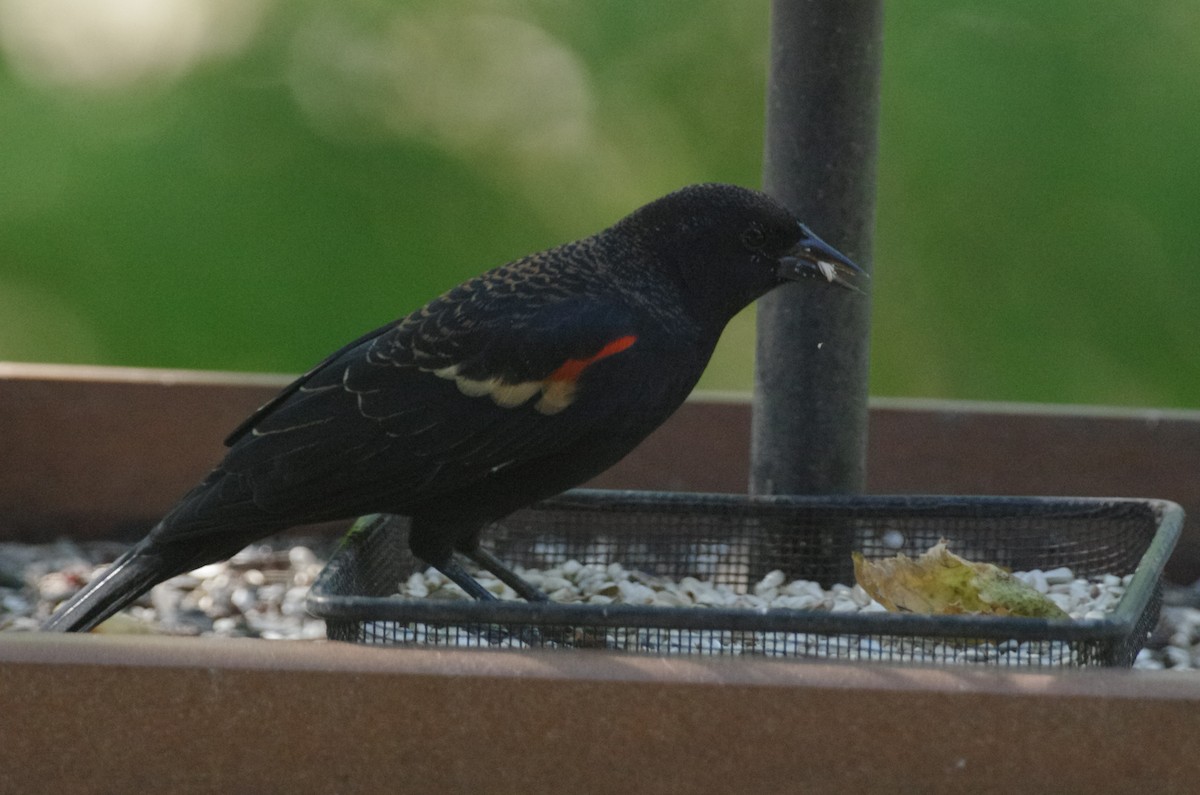 Red-winged Blackbird - ML643560317