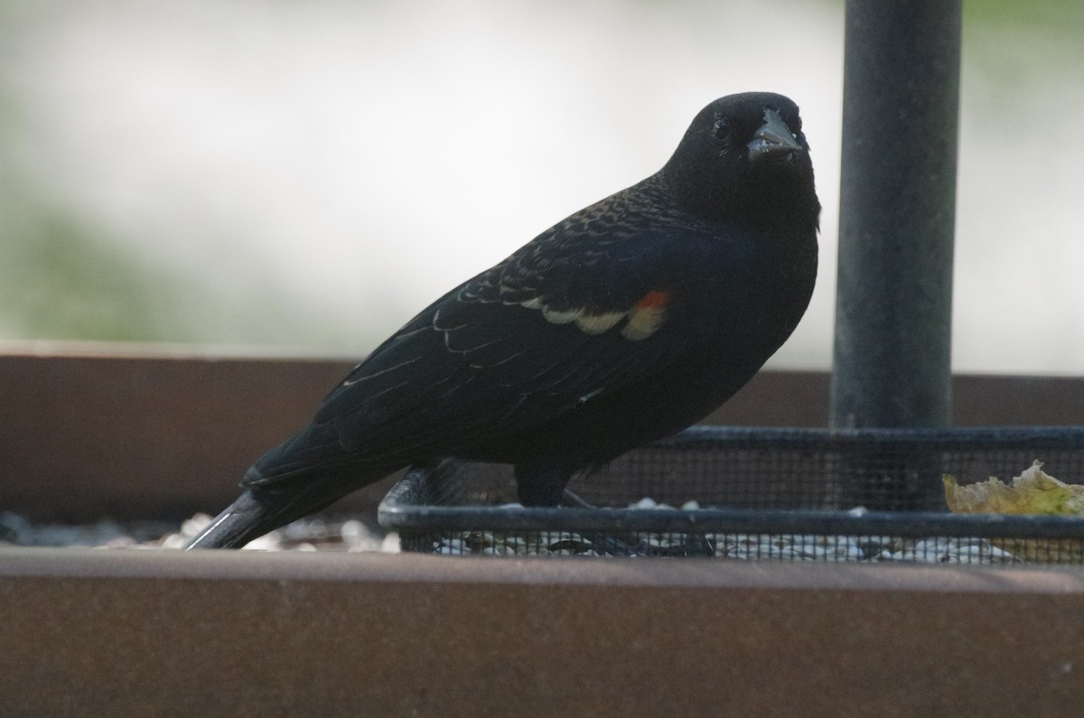 Red-winged Blackbird - ML643560318