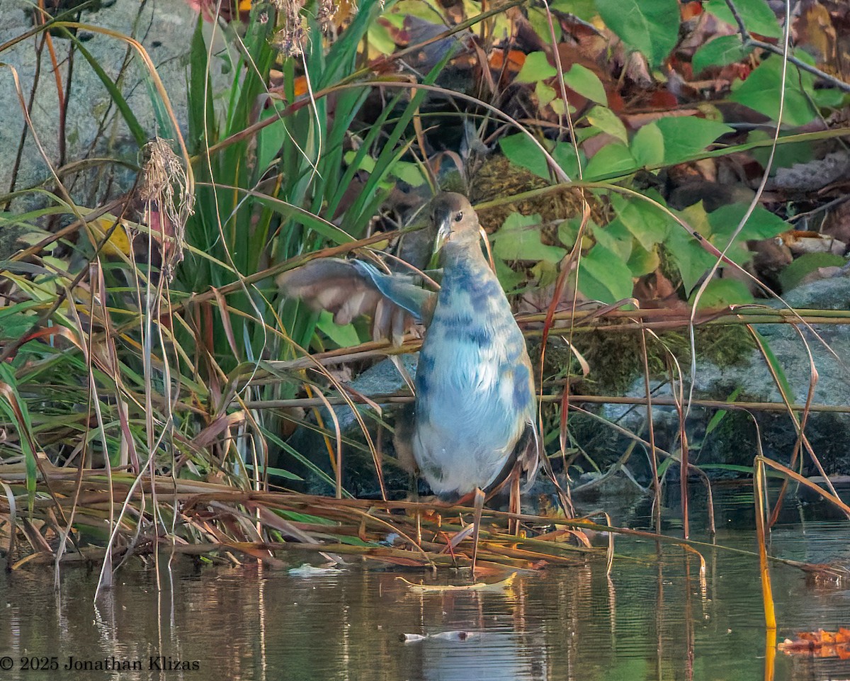 Малая султанка - ML643560326