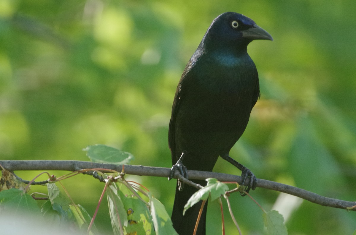 Common Grackle - ML643560333