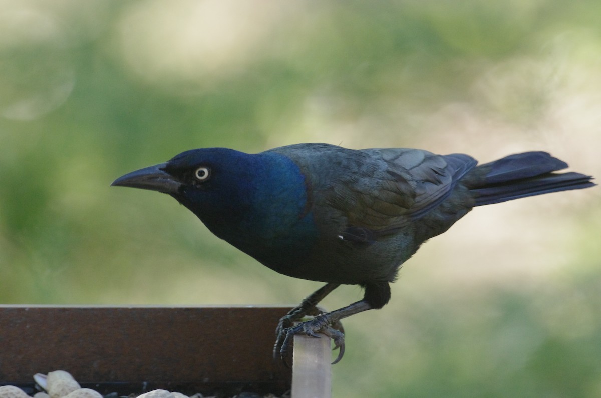 Common Grackle - ML643560334