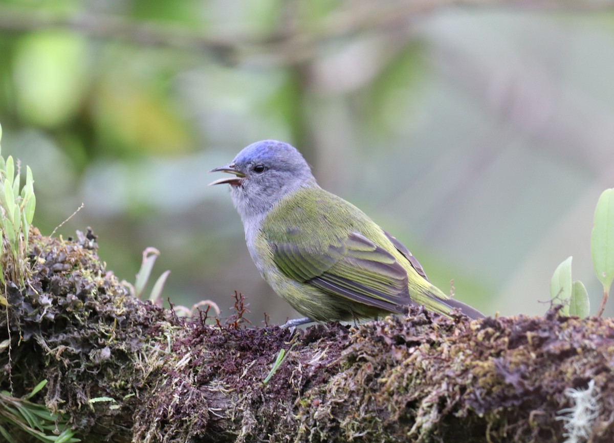 ボウシマルハシミツドリ - ML643560340