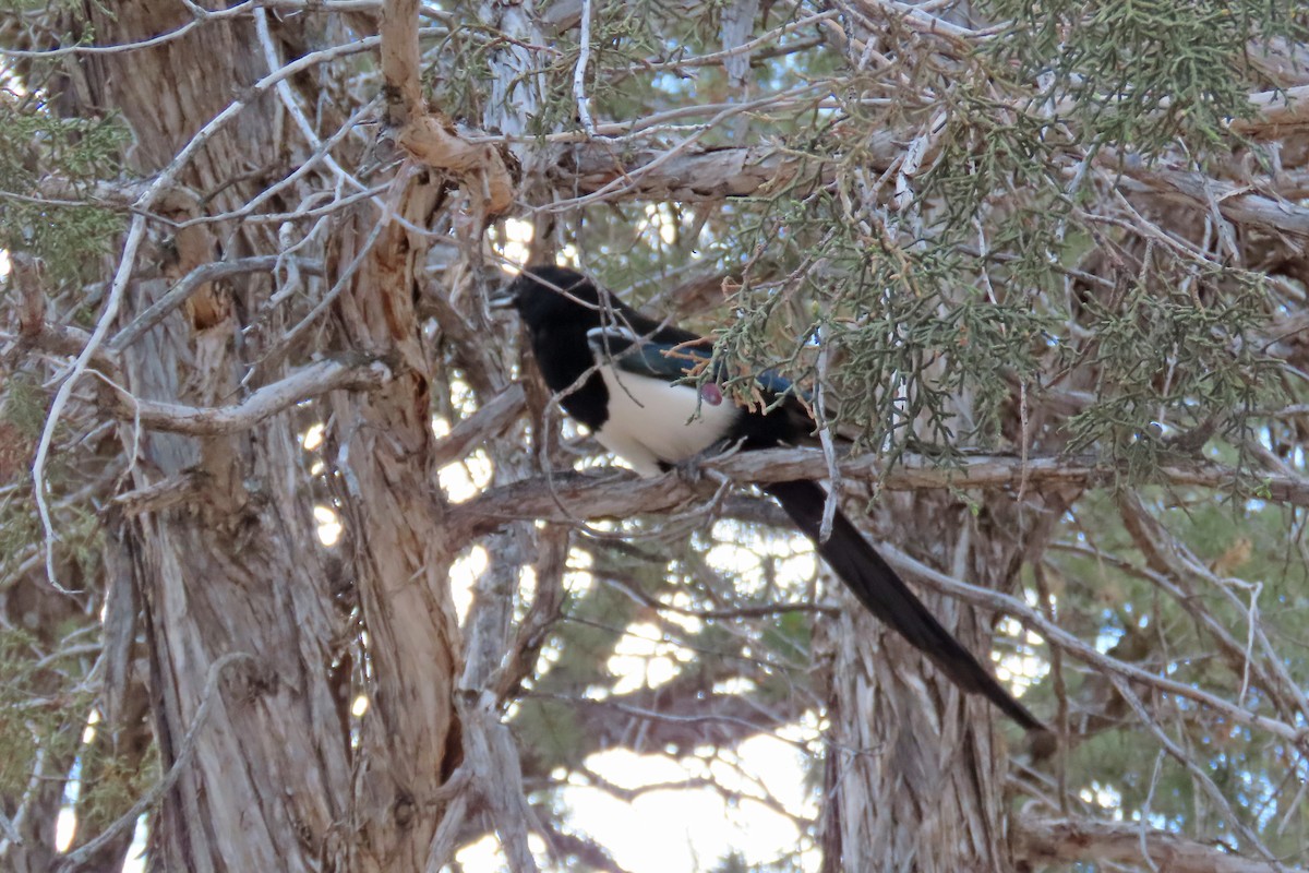 Black-billed Magpie - ML643560346