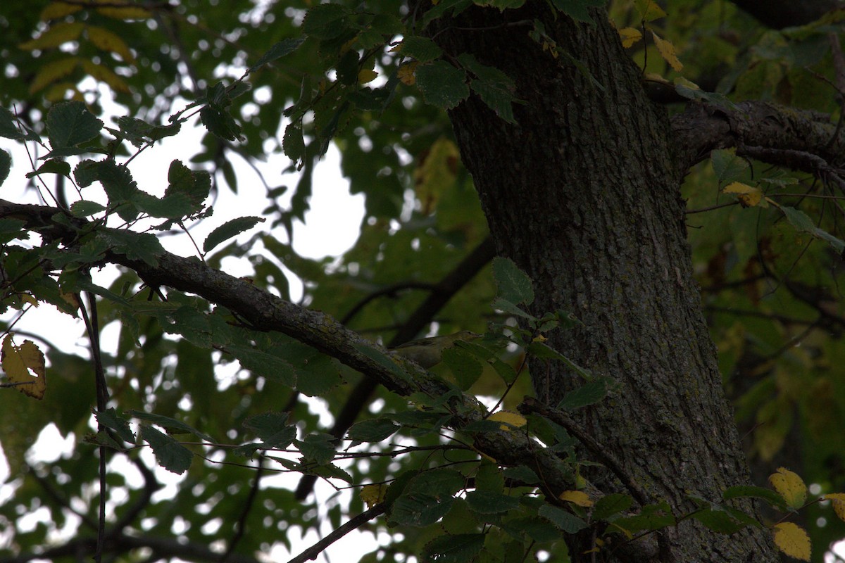 Tennessee Warbler - ML643560372