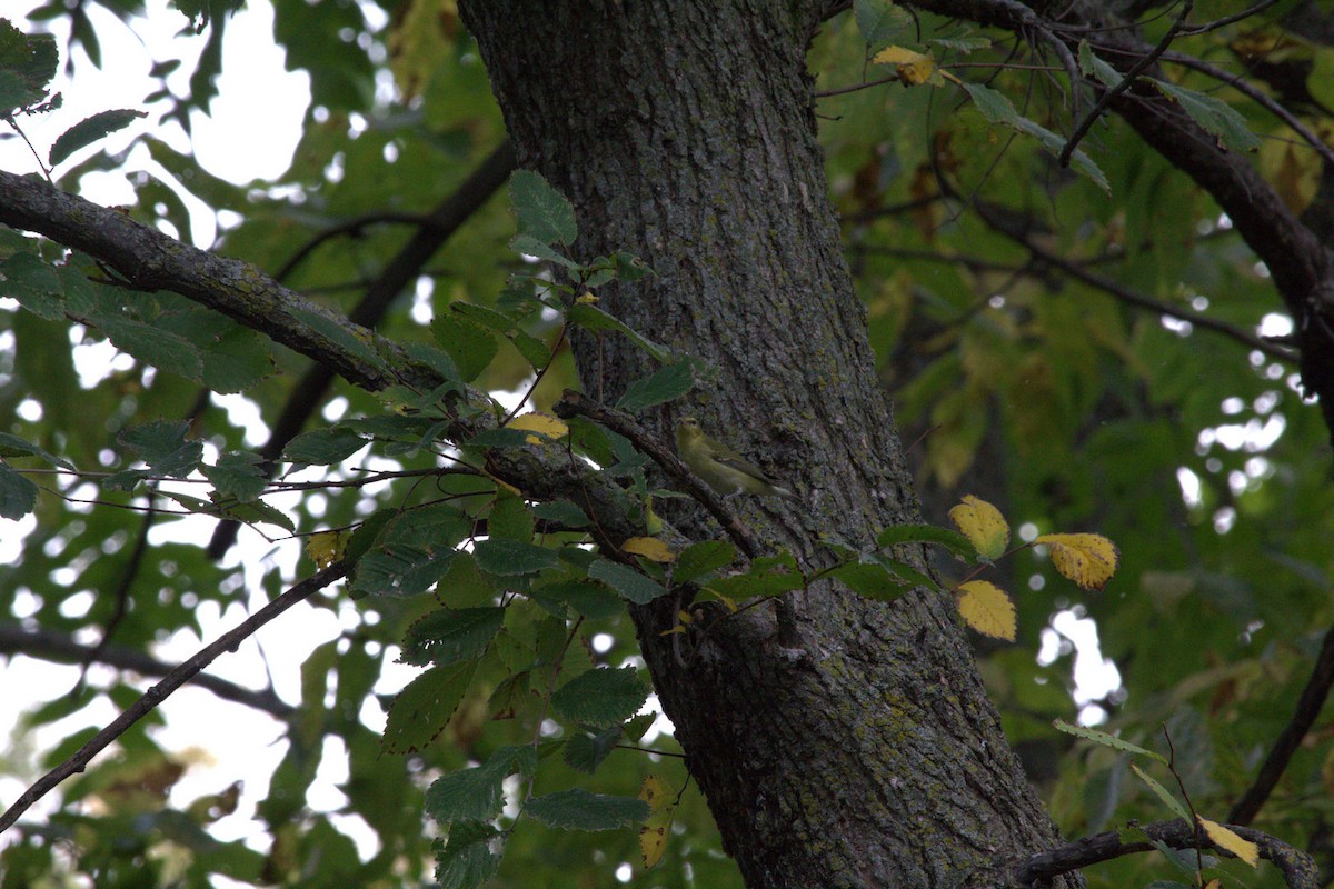 Tennessee Warbler - ML643560373