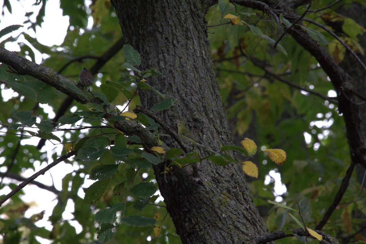 Tennessee Warbler - ML643560375