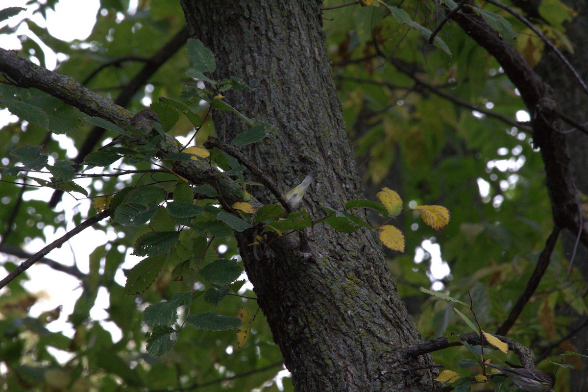 Tennessee Warbler - ML643560376