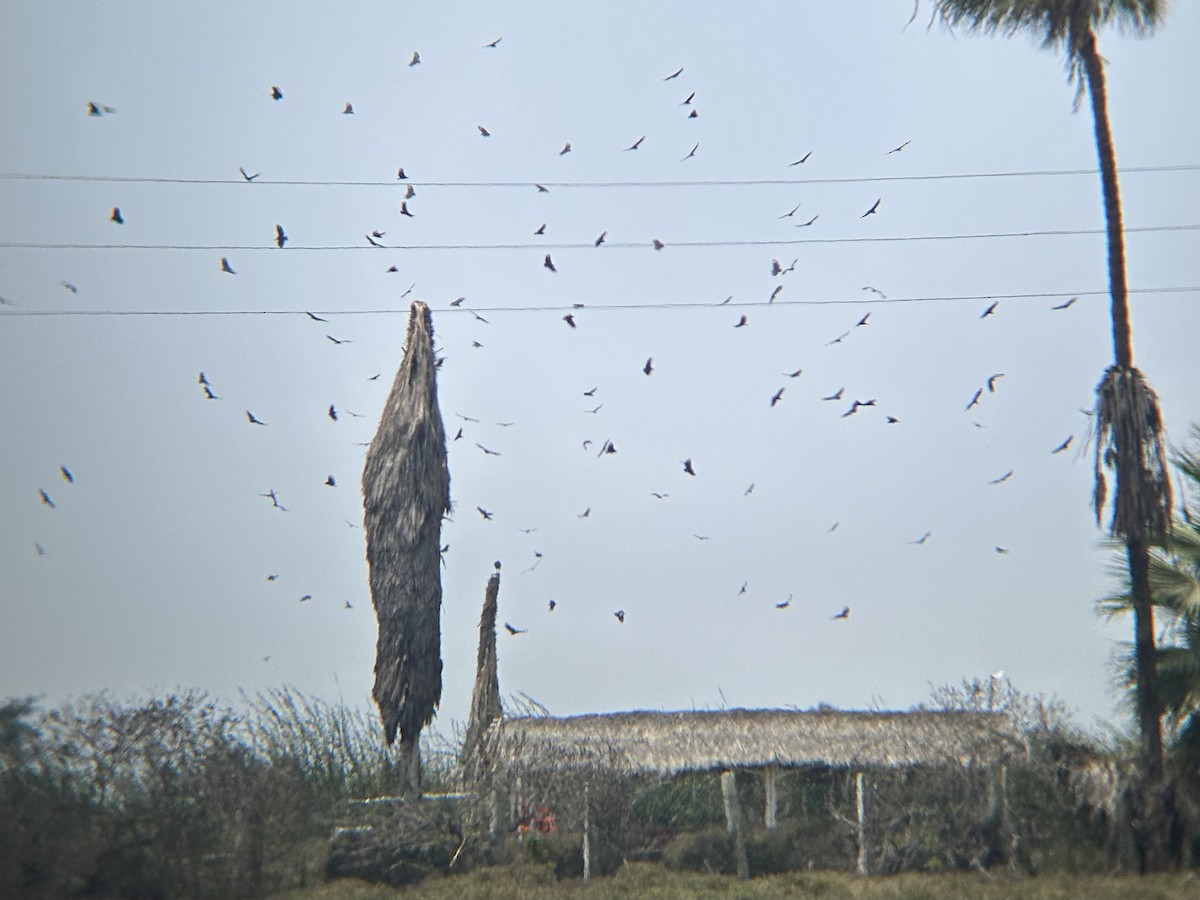 Black Vulture - ML643560380