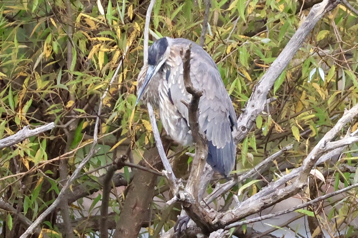 Great Blue Heron - ML643560381