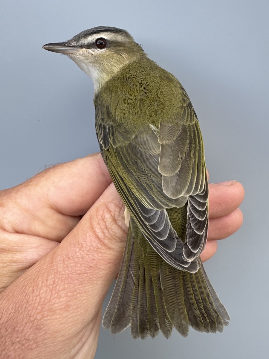 Red-eyed Vireo - ML643560382
