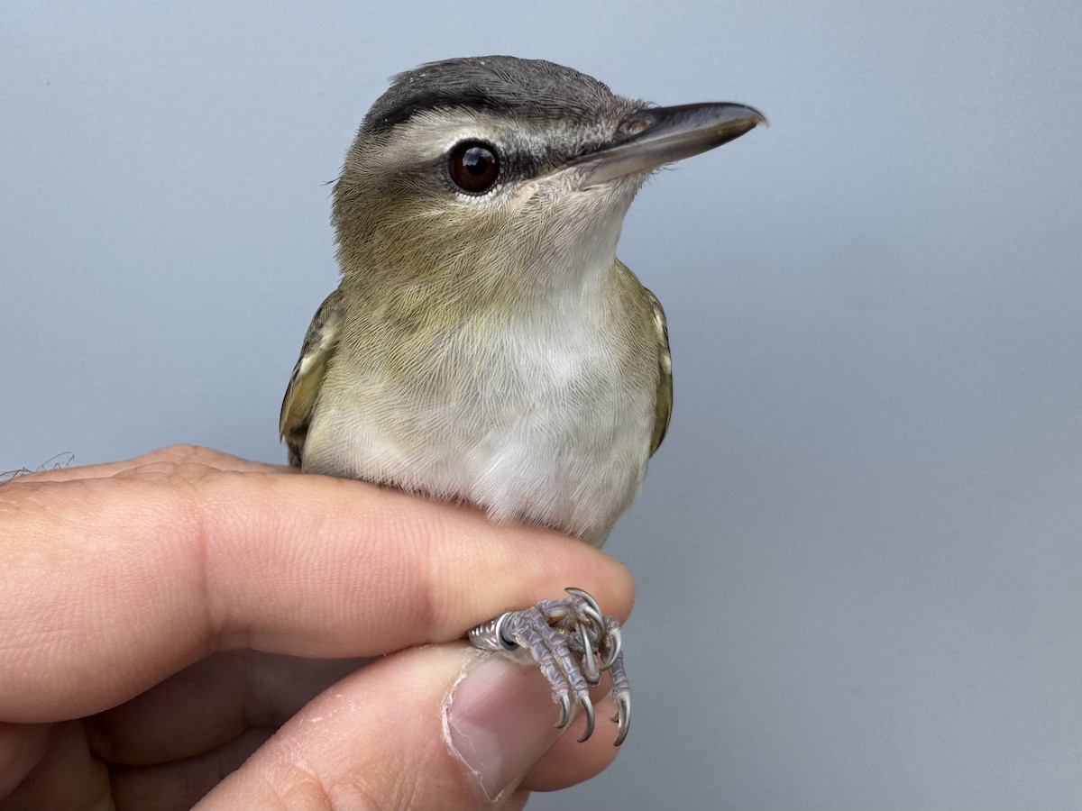 Red-eyed Vireo - ML643560383