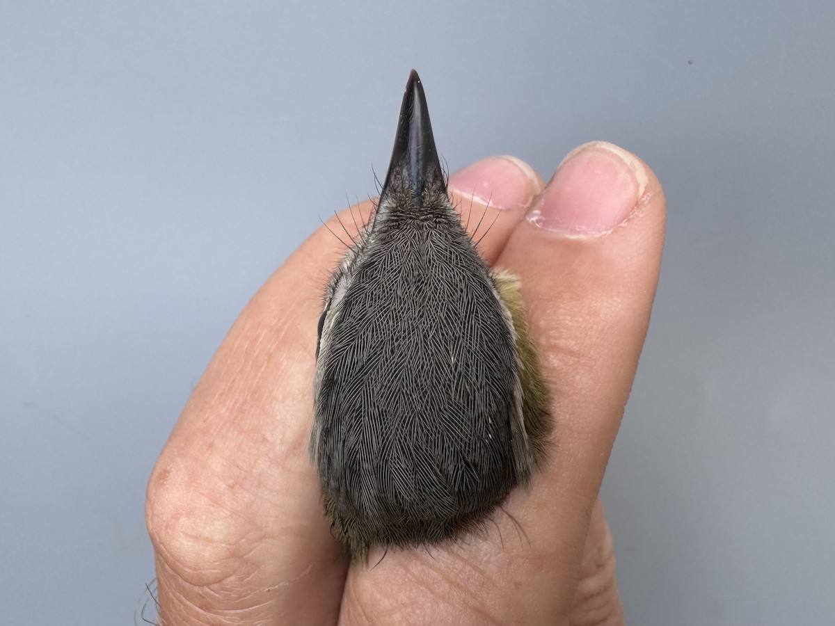 Red-eyed Vireo - ML643560384