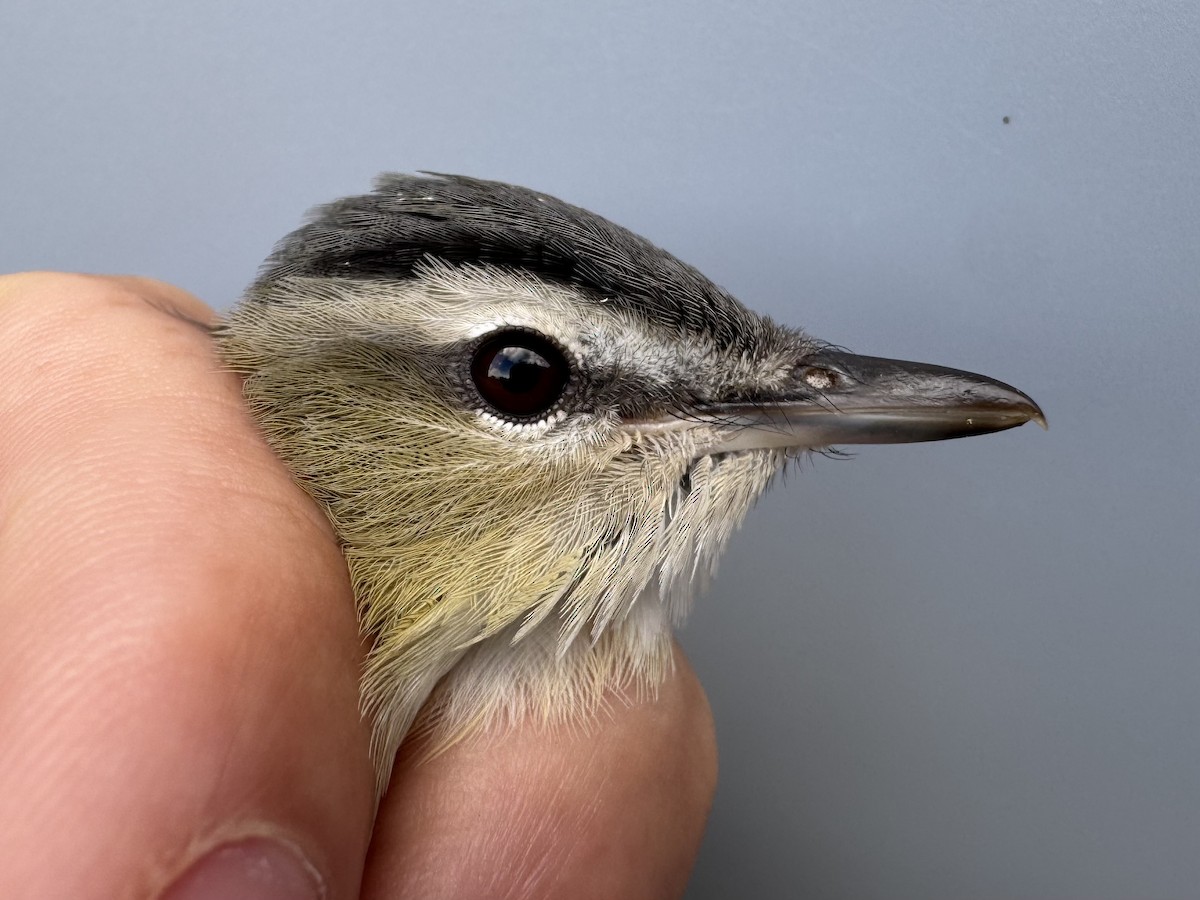 Red-eyed Vireo - ML643560385
