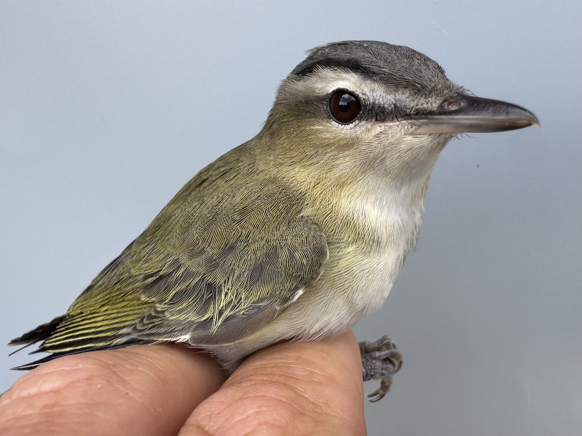 Red-eyed Vireo - ML643560386