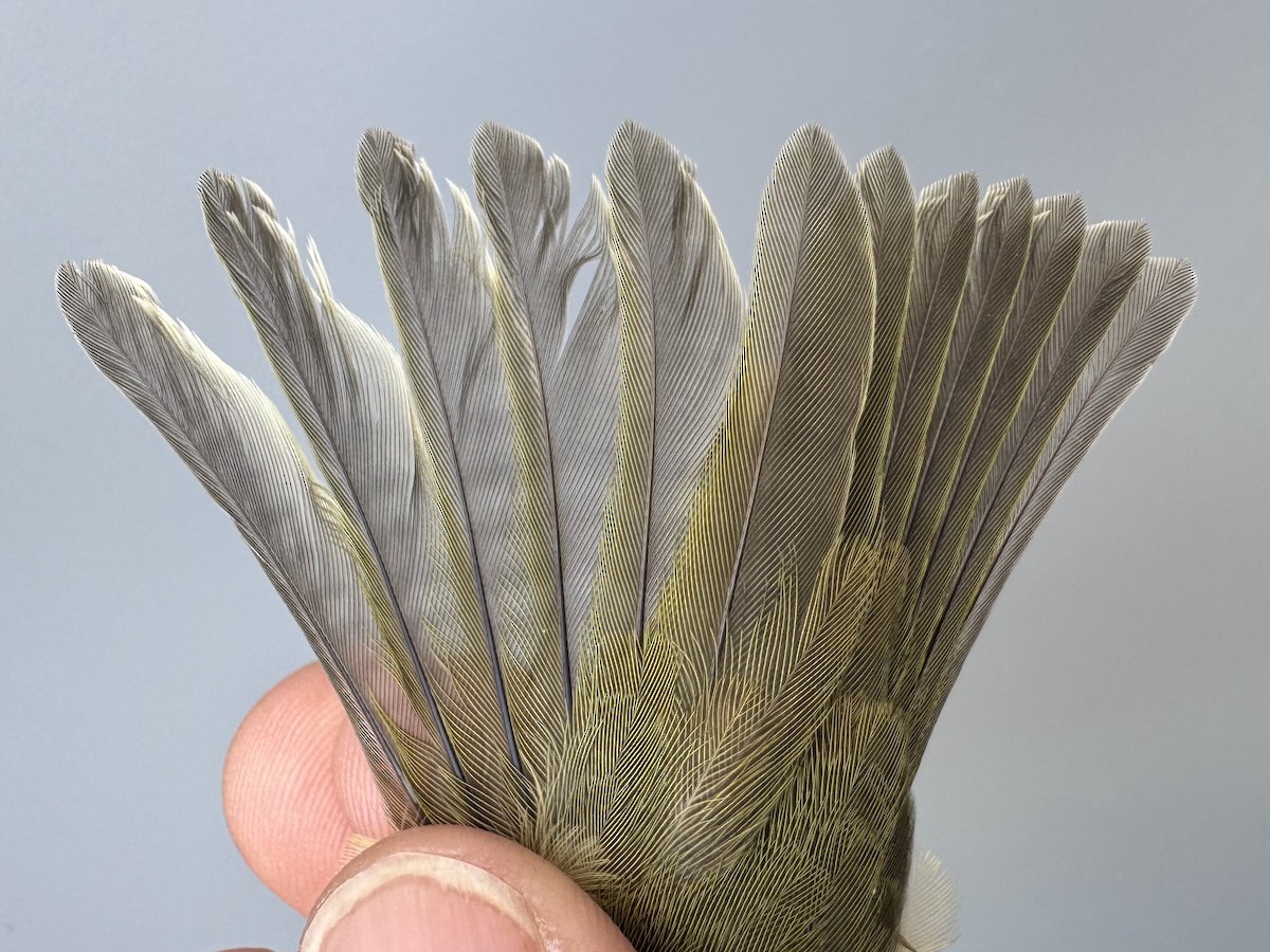 Red-eyed Vireo - ML643560387