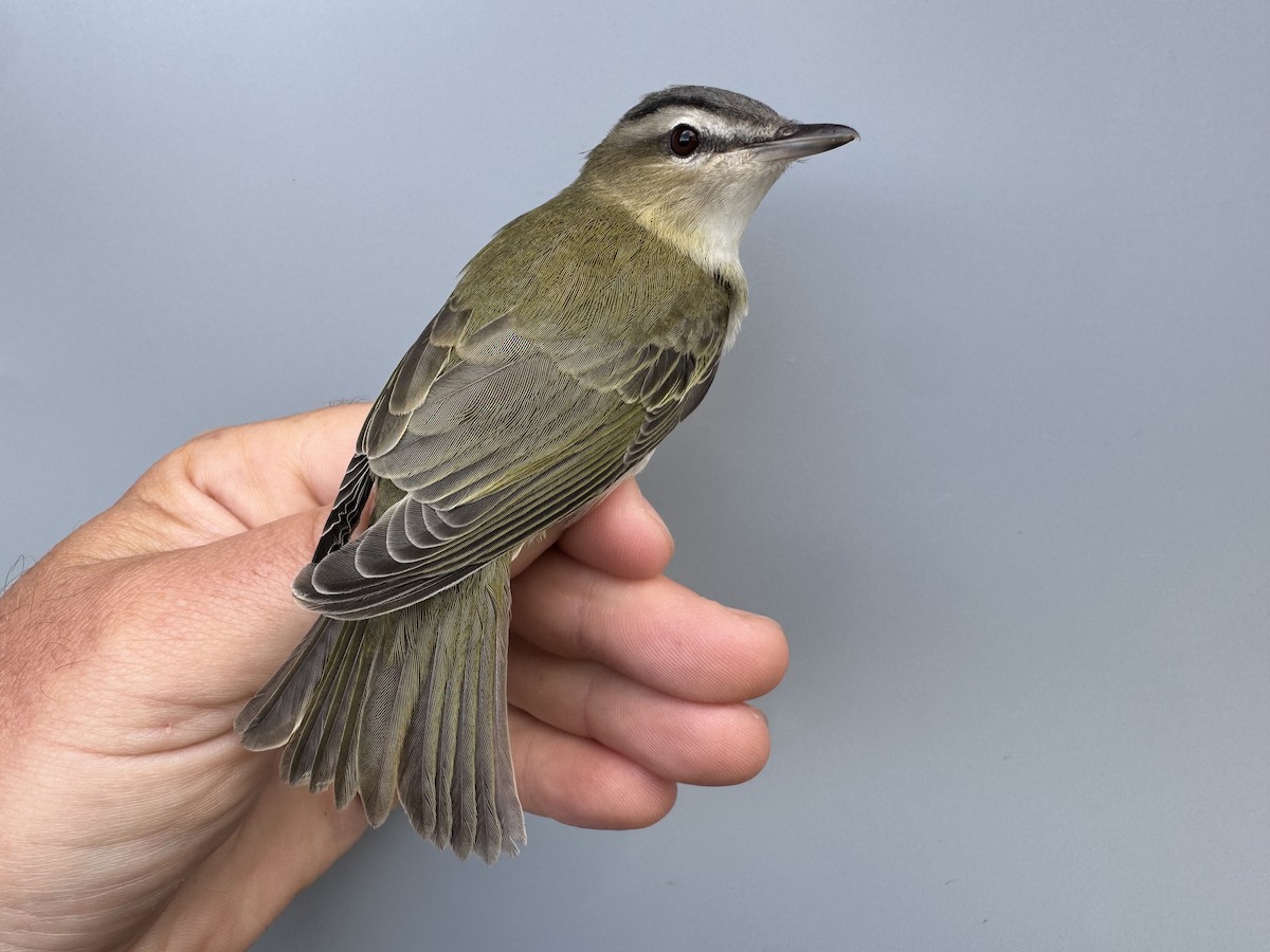 Red-eyed Vireo - ML643560388