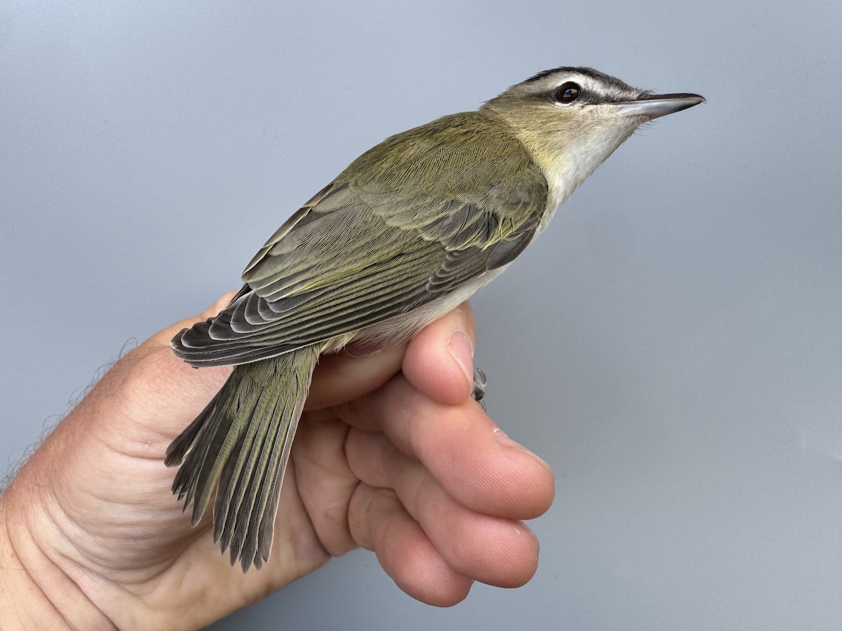 Red-eyed Vireo - ML643560389