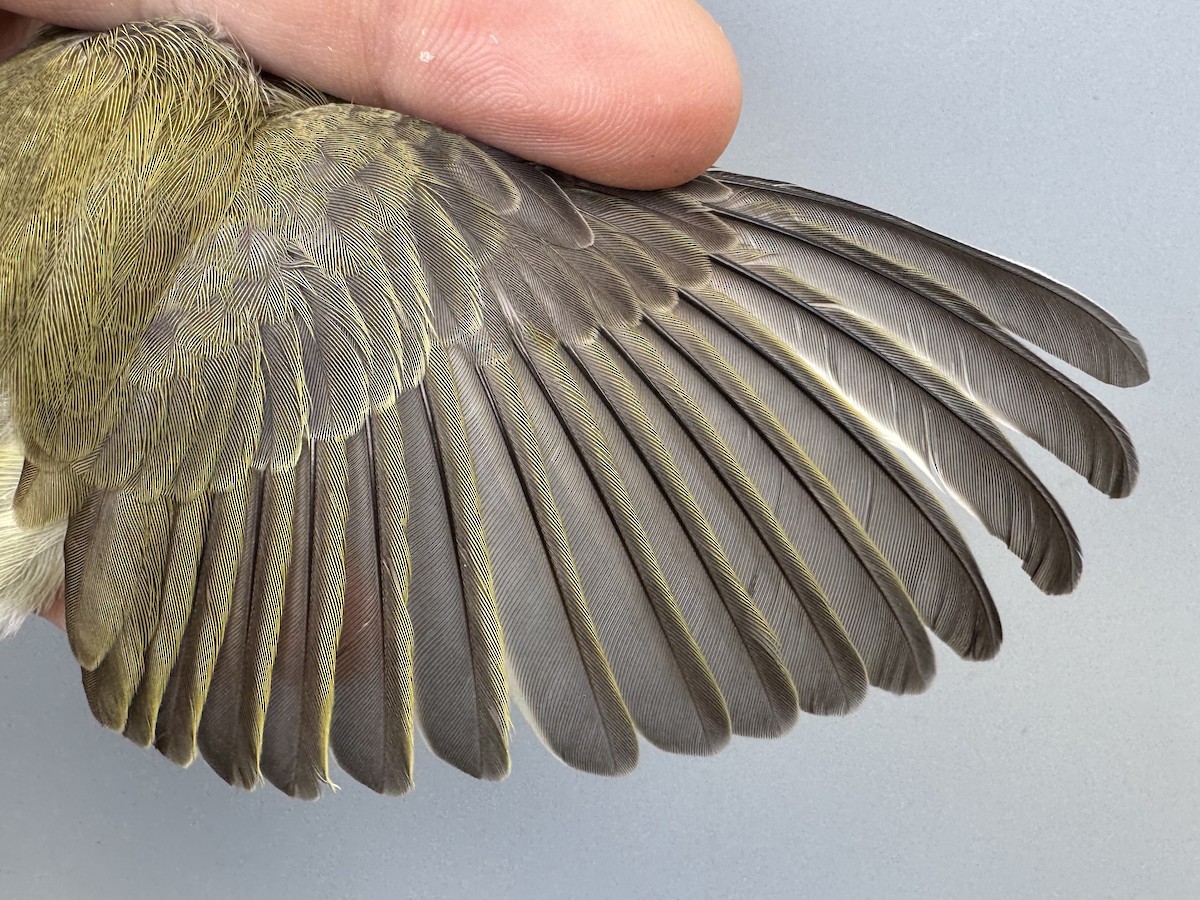 Red-eyed Vireo - ML643560390