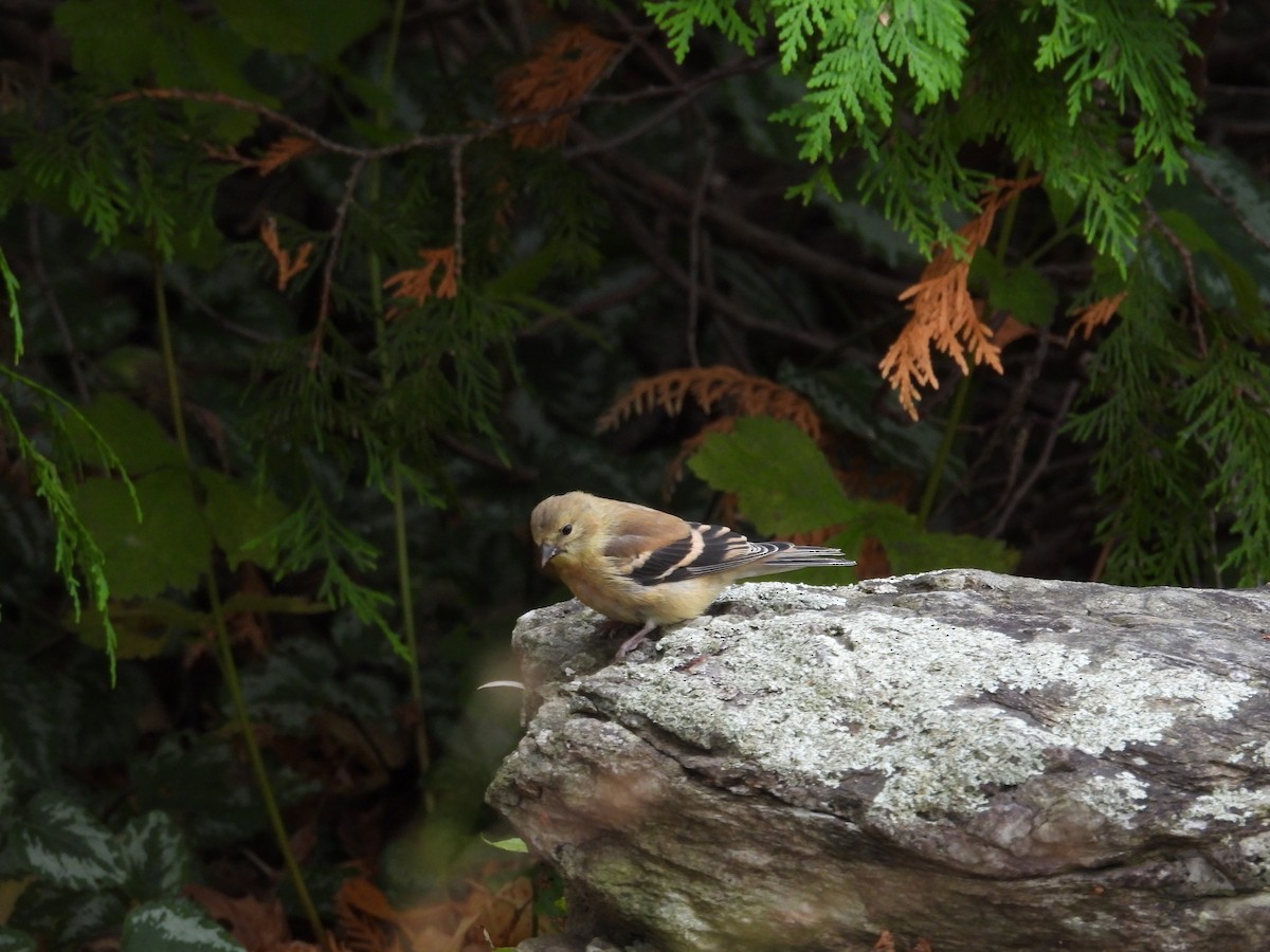 American Goldfinch - ML643560394