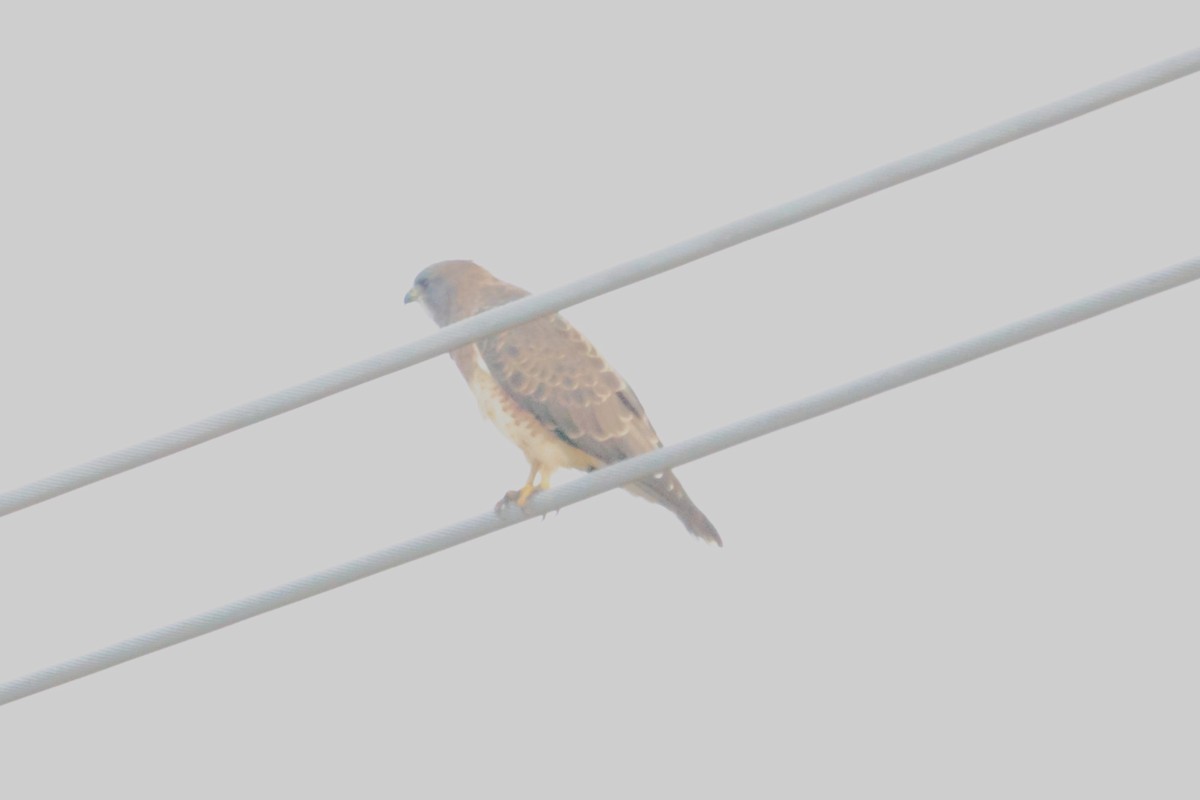 Swainson's Hawk - ML643560400
