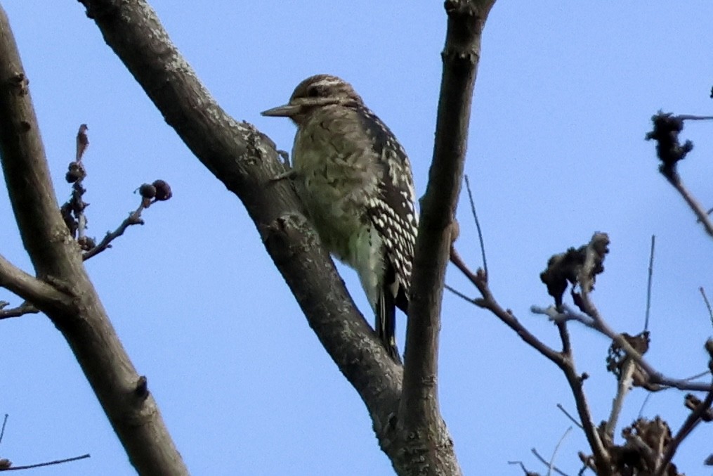 Yellow-bellied Sapsucker - ML643560412