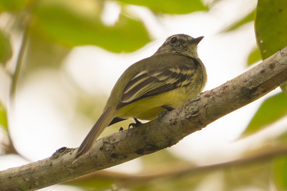 Forest Elaenia - ML643560415