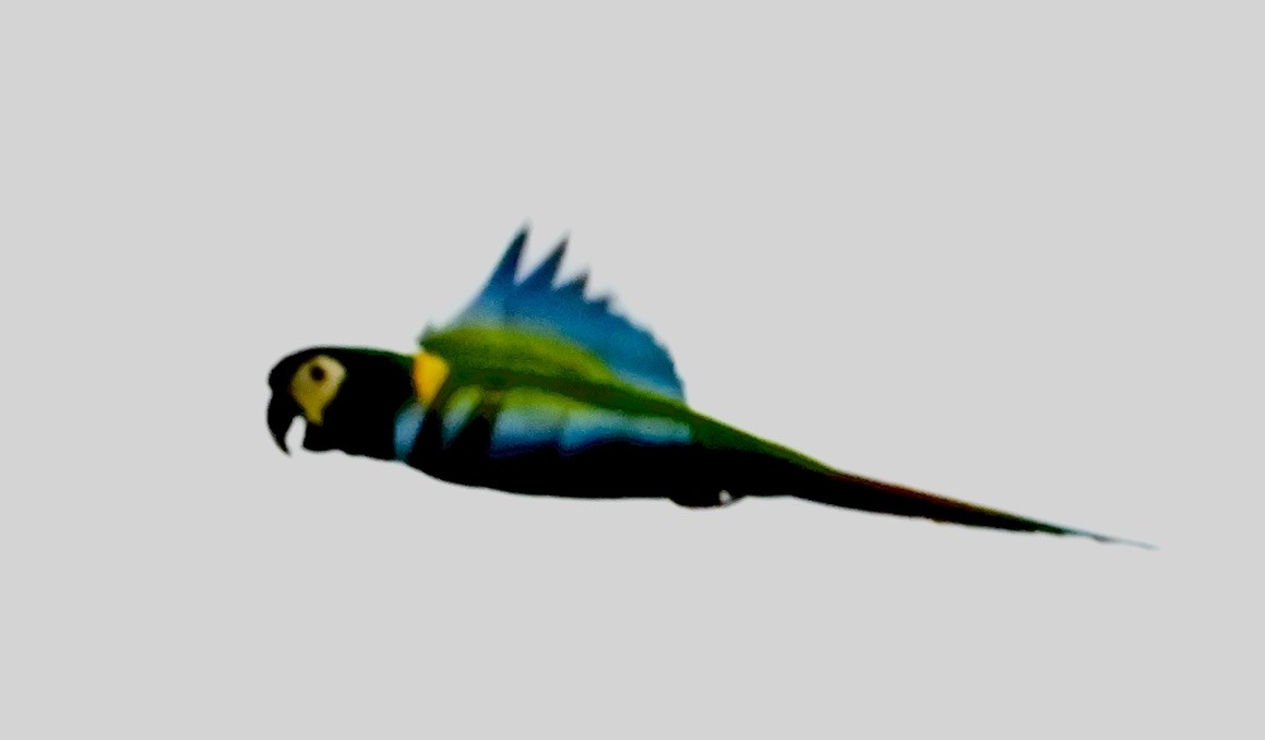 Yellow-collared Macaw - ML643560422